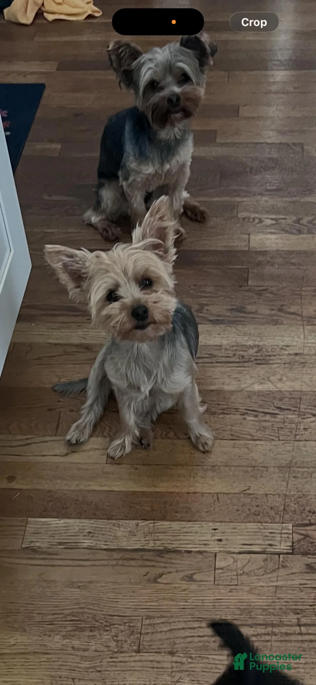 Yorkiepoo dogs for sale: Yorkie 2 - Ad 6