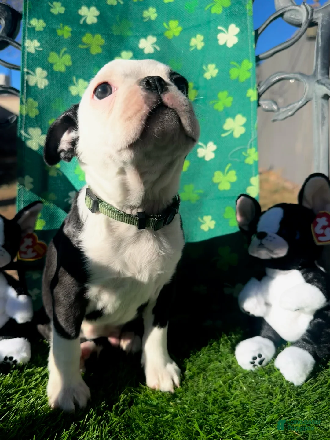 Boston Terrier dogs for sale: Boston Terrier Puppy 1 - Ad 1