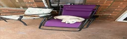 Golden Retriever dogs for sale: Luna - Ad 6