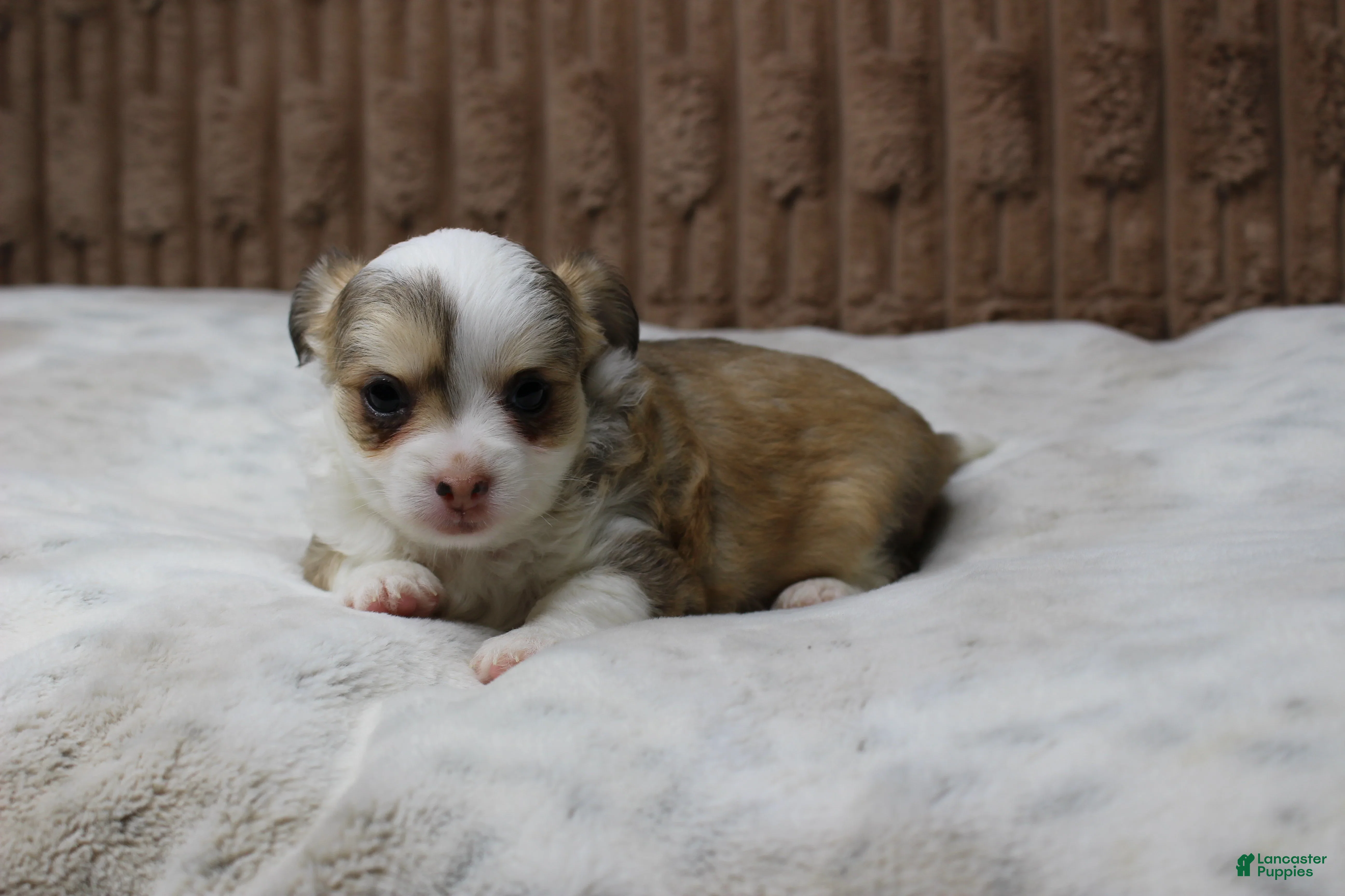 Chihuahua dogs Peanut - Ad 30