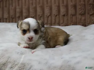 Chihuahua dogs Peanut - Ad 30