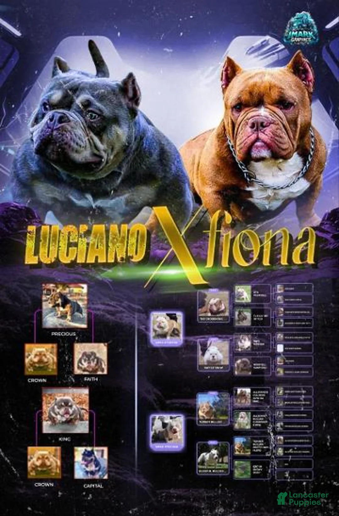 American Bully dogs for sale: American Bully 1 - Ad 1