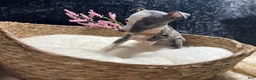 Italian Greyhound dogs for sale: Italian Greyhound 5 - Ad 9