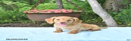 Miniature Dachshund dogs for sale: Preston - Ad 4