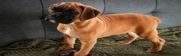 Boxer dogs for sale: Frank - Ad 1