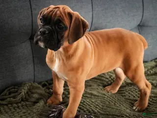 Boxer dogs Frank - Ad 37