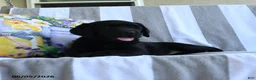 Labrador Retriever dogs for sale: Hazel - Ad 3
