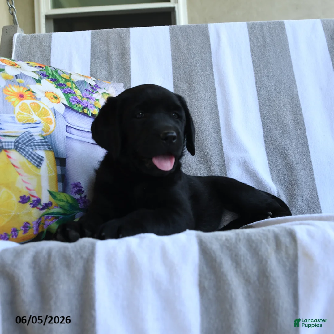 Labrador Retriever dogs for sale: Hazel - Ad 3