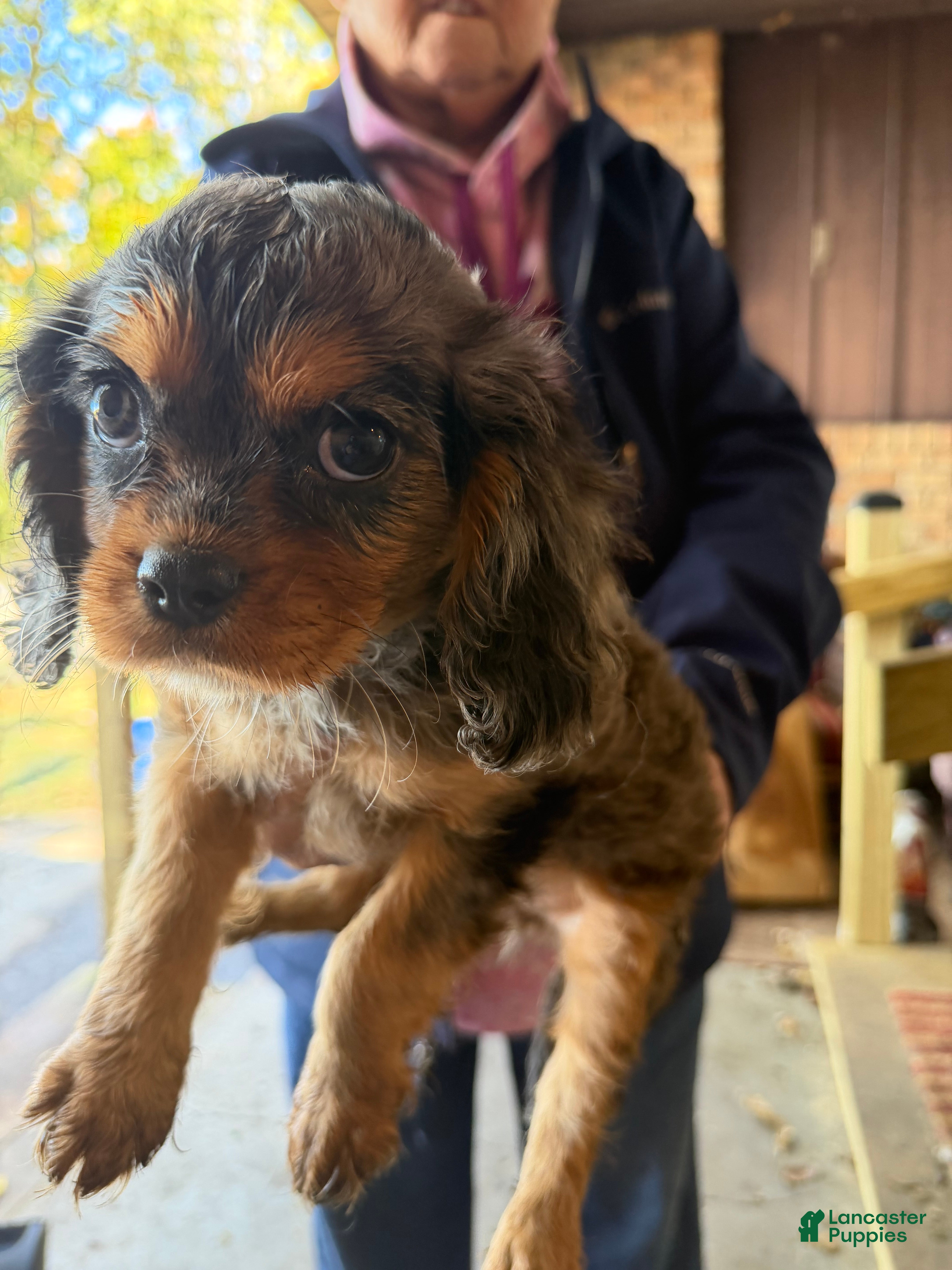 Cavalier King Charles Spaniel dogs for sale: Cavalier King Charles Spaniel 1 - Ad 2