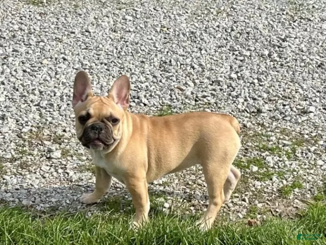 French Bulldog dogs for sale: Bruce - Ad 11
