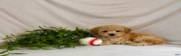 Toy Poodle dogs for sale: Kobe  - Ad 7