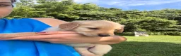 Golden Retriever dogs for sale: Rosie - Ad 3