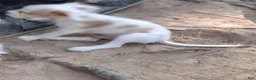 Mixed Breed dogs for sale: Mixed Breed 2 - Ad 4