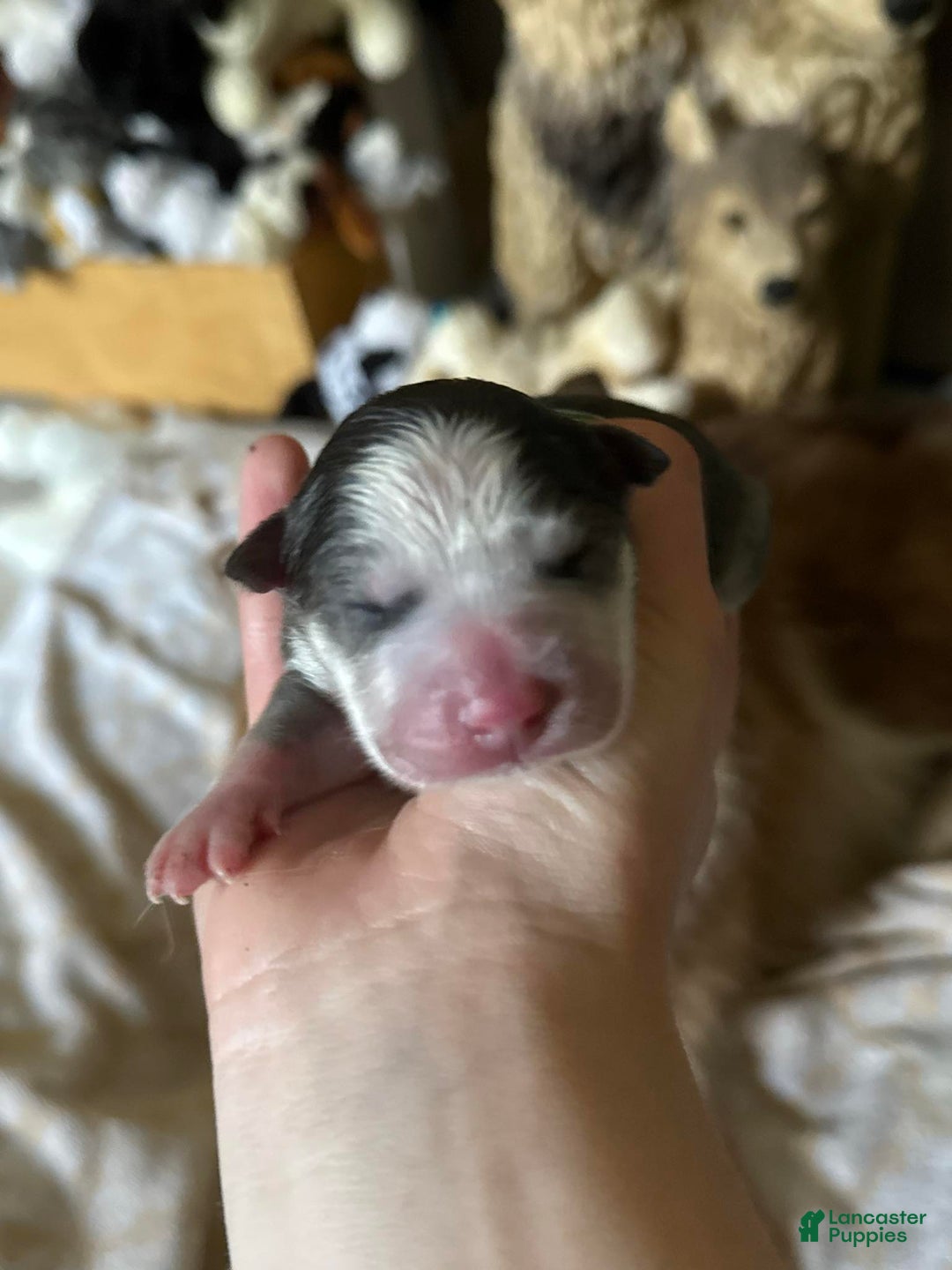 Pomsky dogs for sale: Zara - Ad 15