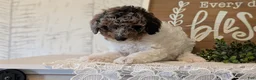 Maltipoo dogs for sale: Duke - Ad 10