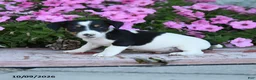 Jack Russell Terrier dogs for sale: Laurie - Ad 3