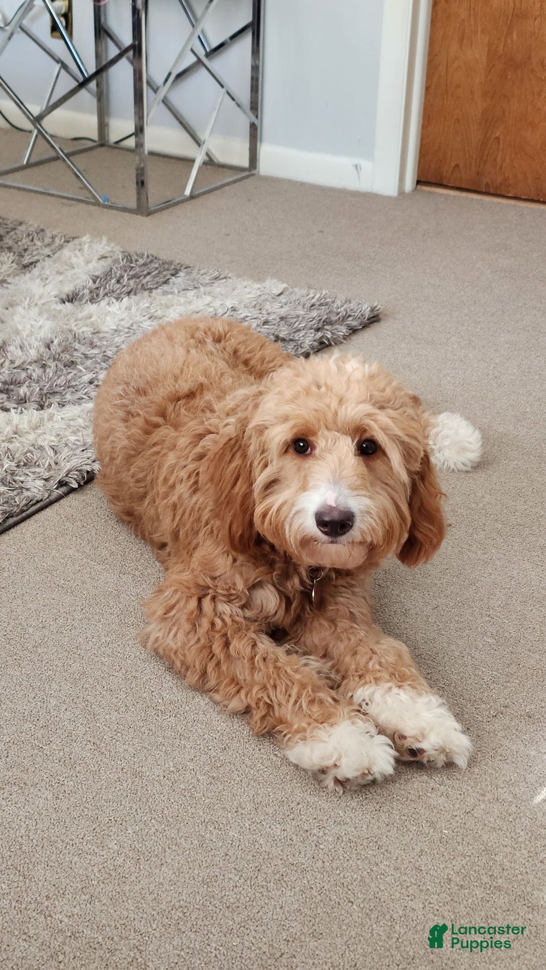 Gallery Image {{count}}