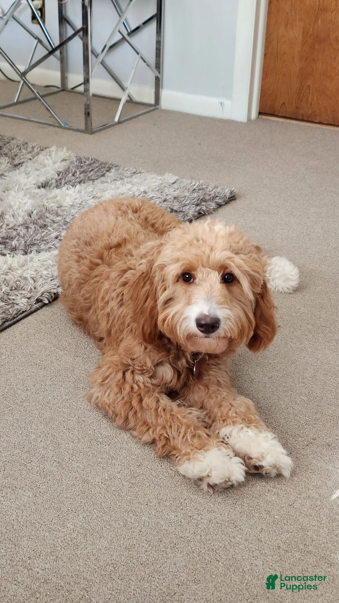 Gallery Image {{count}}