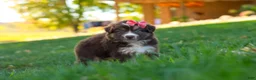 Miniature Australian Shepherd dogs for sale: Jinx - Ad 1