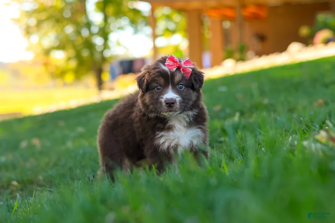 Miniature Australian Shepherd dogs for sale: Jinx - Ad 1