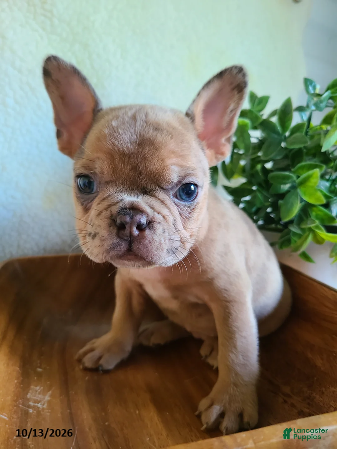Frenchton dogs for sale: Jared - Ad 2