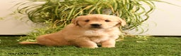 Golden Retriever dogs for sale: Melody - Ad 2