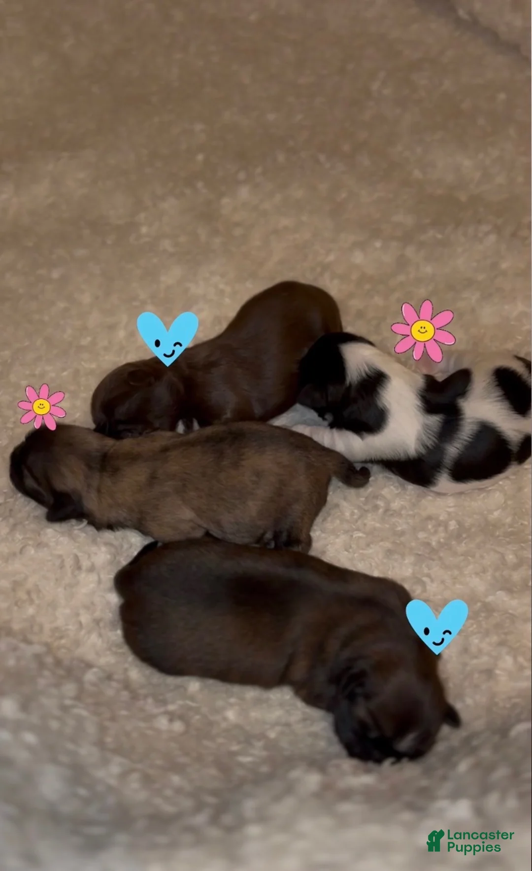 Shih Tzu dogs for sale: Shih Tzu Puppy 2 - Ad 3