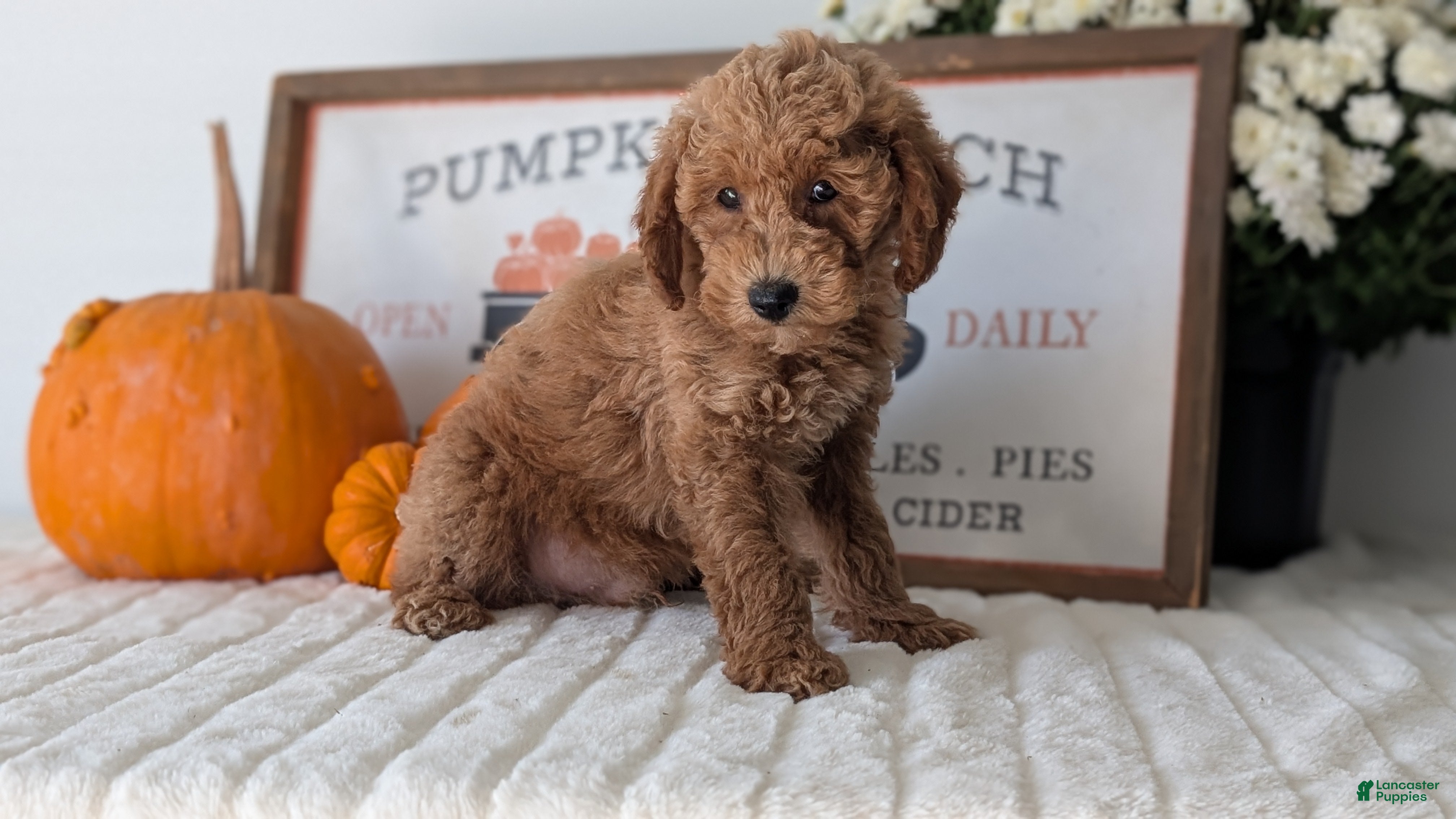 Mini Goldendoodle dogs Jax  - Ad 2