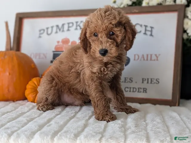 Mini Goldendoodle dogs for sale: Jax - Ad 2