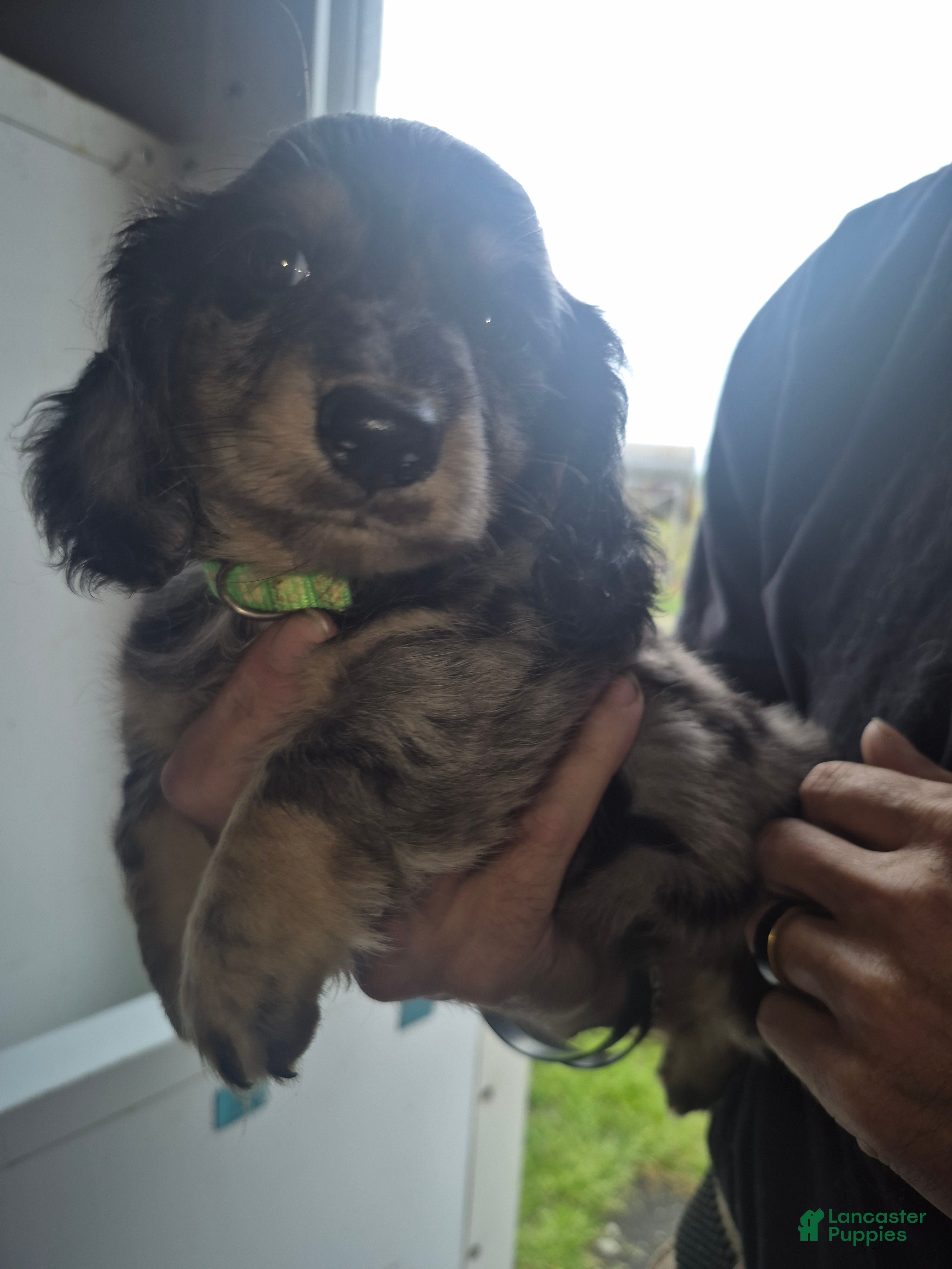 Miniature Dachshund dogs  dapple boy long haired  - Ad 15