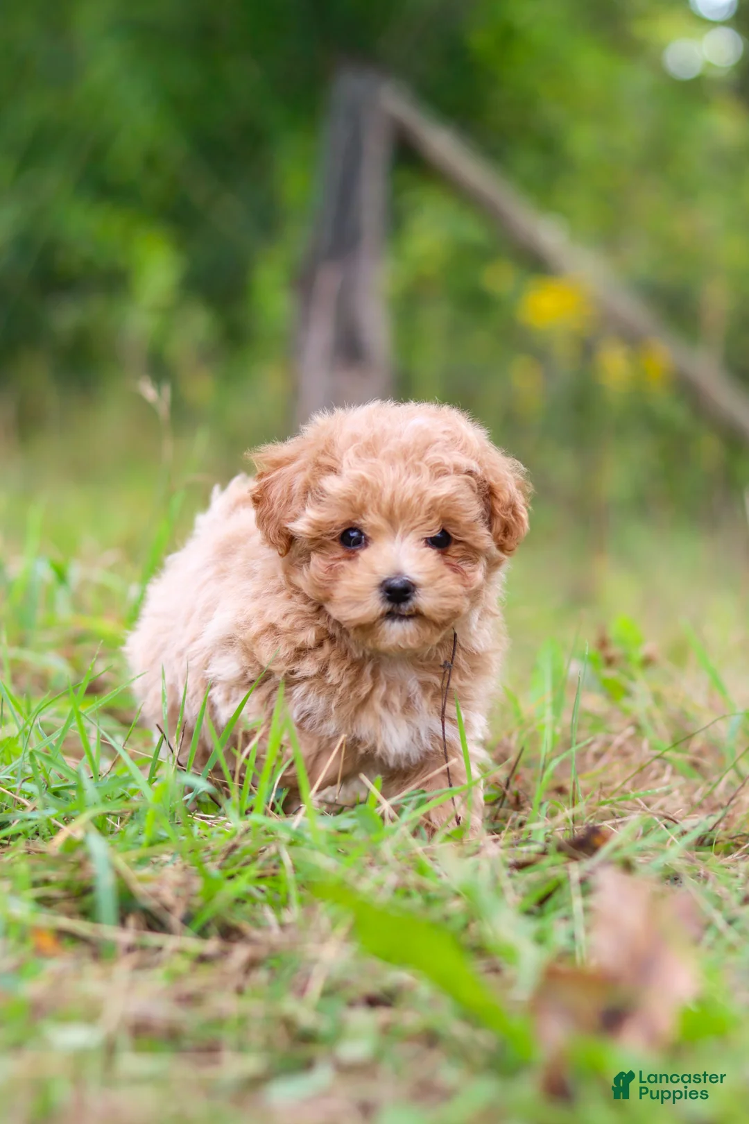 Maltipoo dogs for sale: Oakley - Ad 11