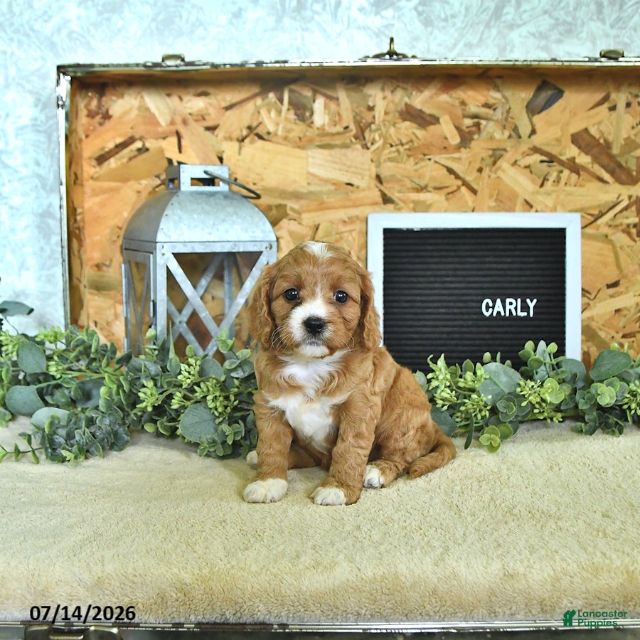 Cavapoo dogs Carly - Ad 1