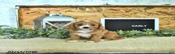 Cavapoo dogs for sale: Carly - Ad 1