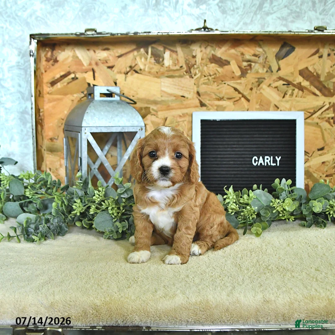 Cavapoo dogs for sale: Carly - Ad 1