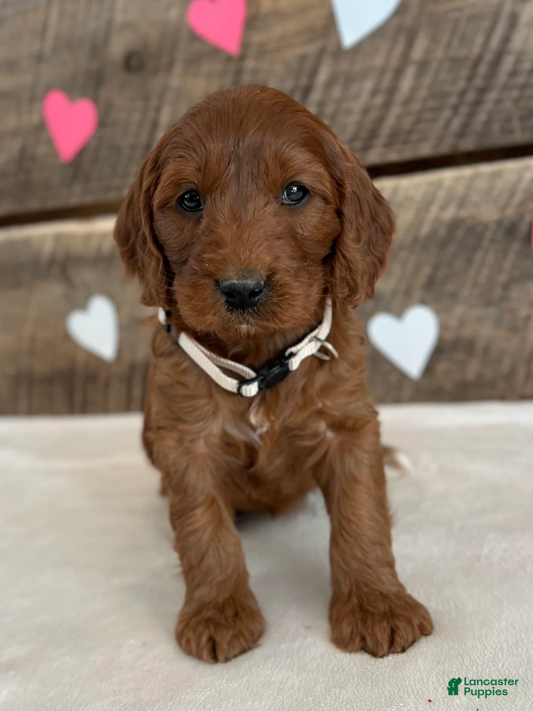 Irish Doodle dogs for sale: Sage - Ad 10