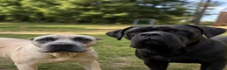 Cane Corso dogs for sale: ATHENA - Ad 4