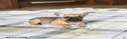French Bulldog dogs for sale: Cutie - Ad 5