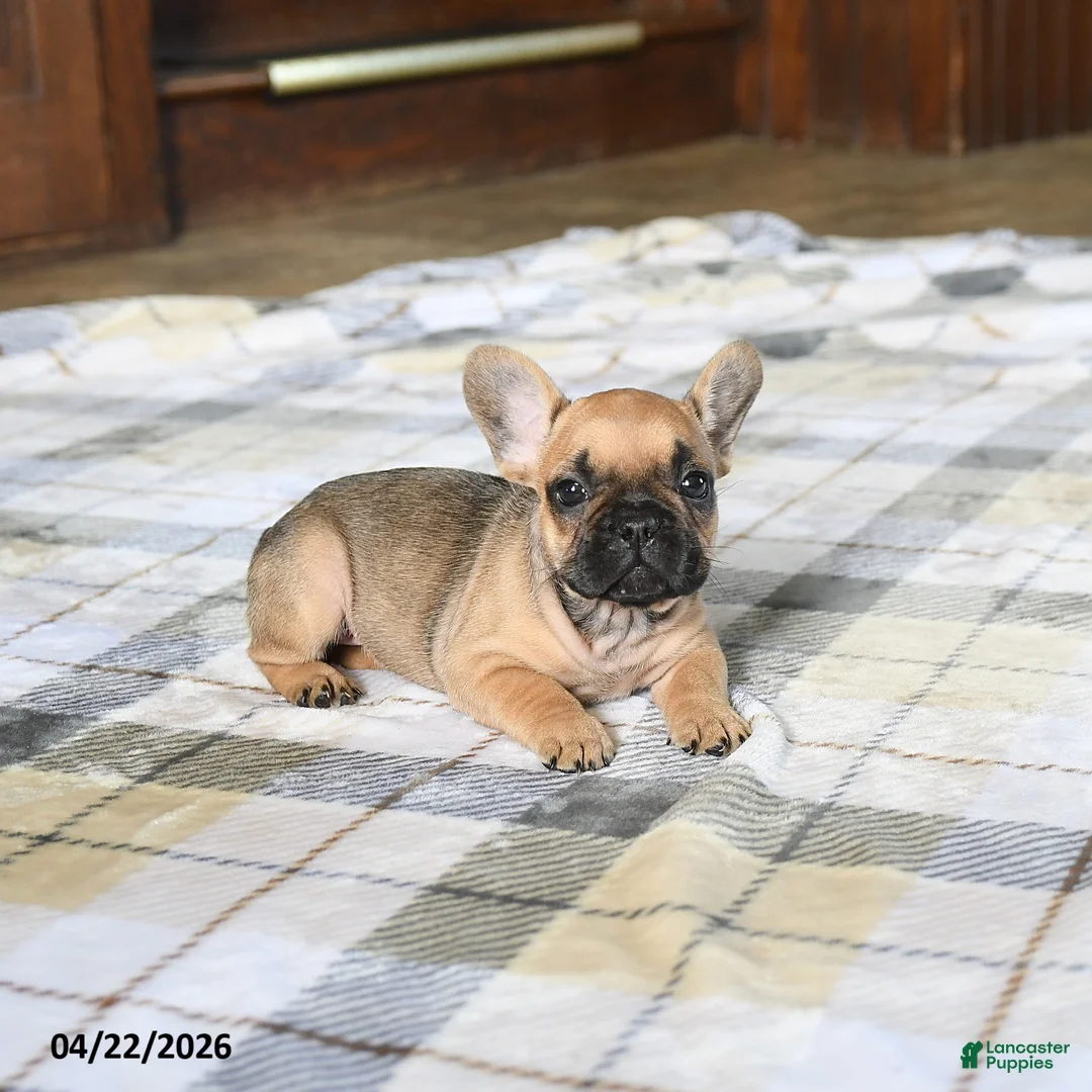 French Bulldog dogs for sale: Cutie - Ad 5