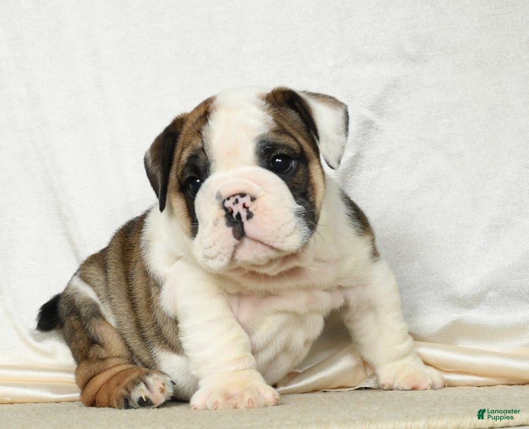 Bull Dog White English Bulldog Puppies For Sale Near Me English