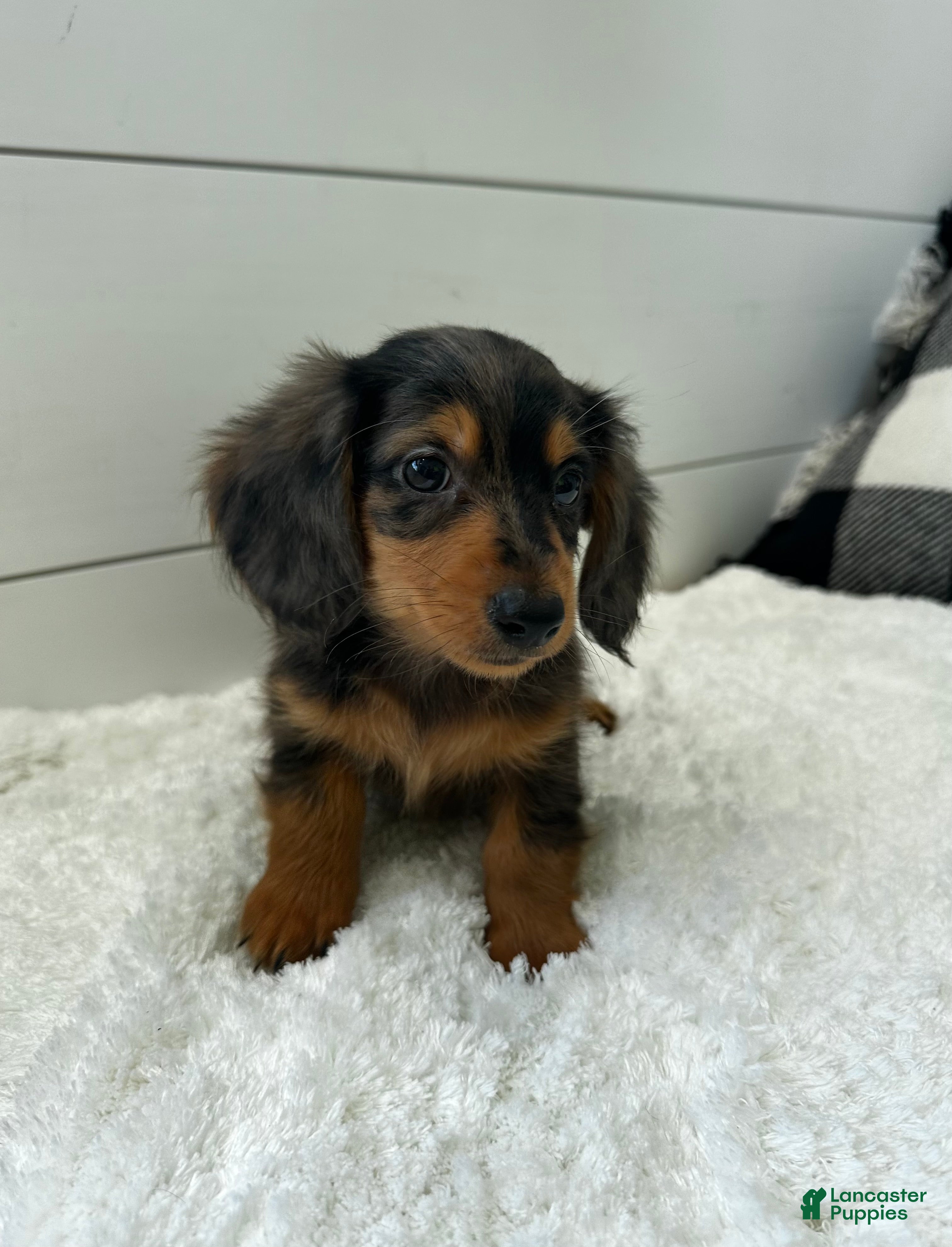Miniature Dachshund dogs Leo - Ad 1
