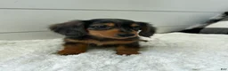 Miniature Dachshund dogs for sale: Leo - Ad 1