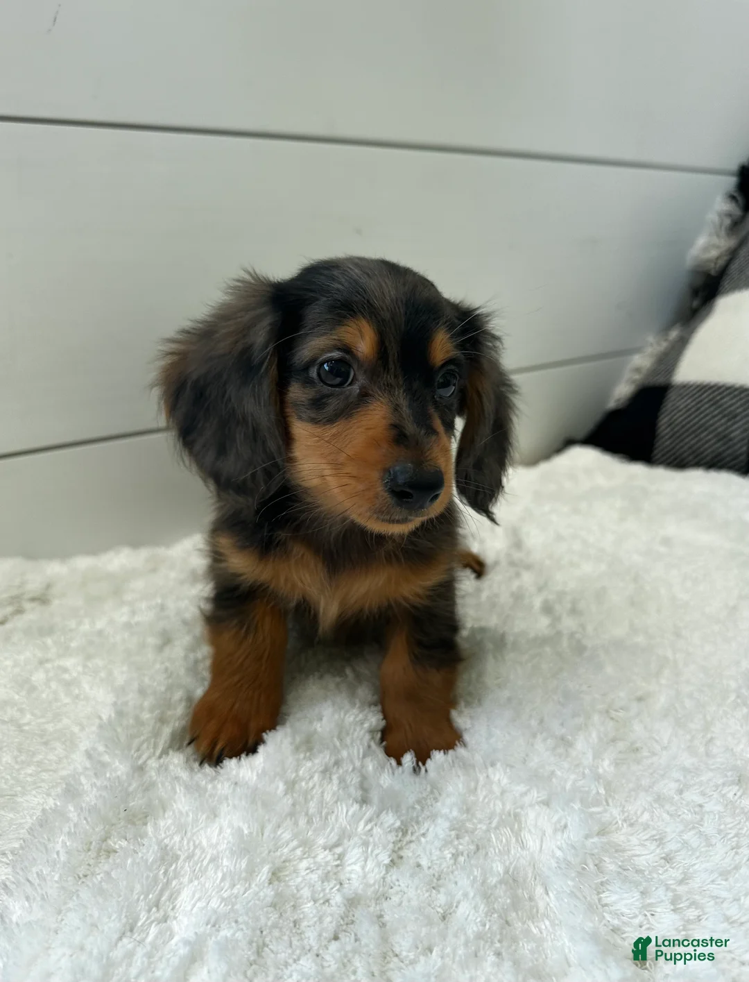 Miniature Dachshund dogs for sale: Leo - Ad 1