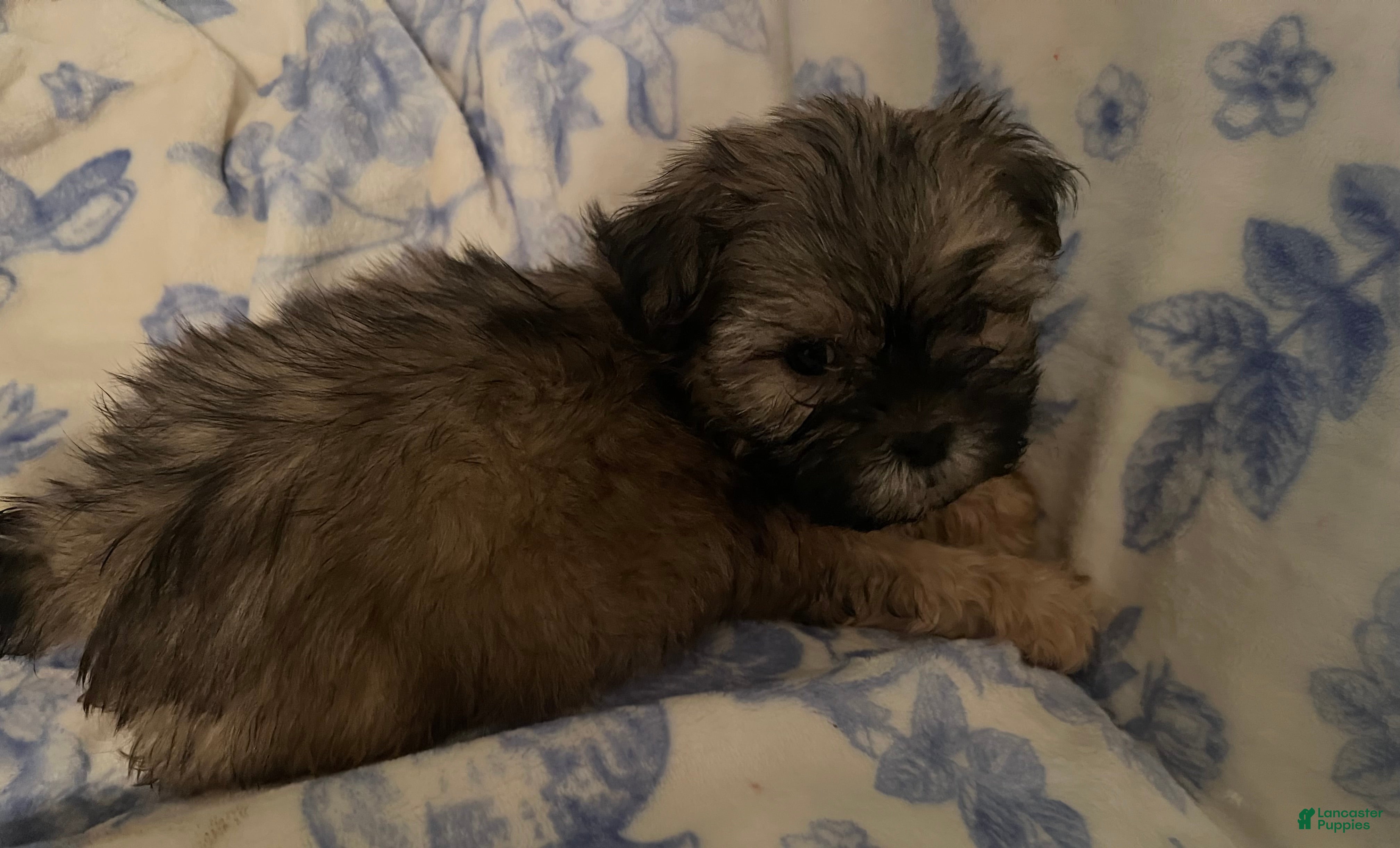 Shih Tzu dogs Shih Tzu Puppy 1 - Ad 15