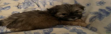 Shih Tzu Puppy 1