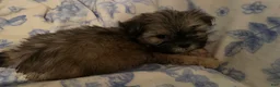 Shih Tzu dogs for sale: Shih Tzu Puppy 1 - Ad 1