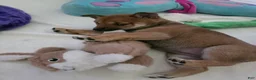 Shiba Inu dogs for sale: Shiba Inu 2 - Ad 17