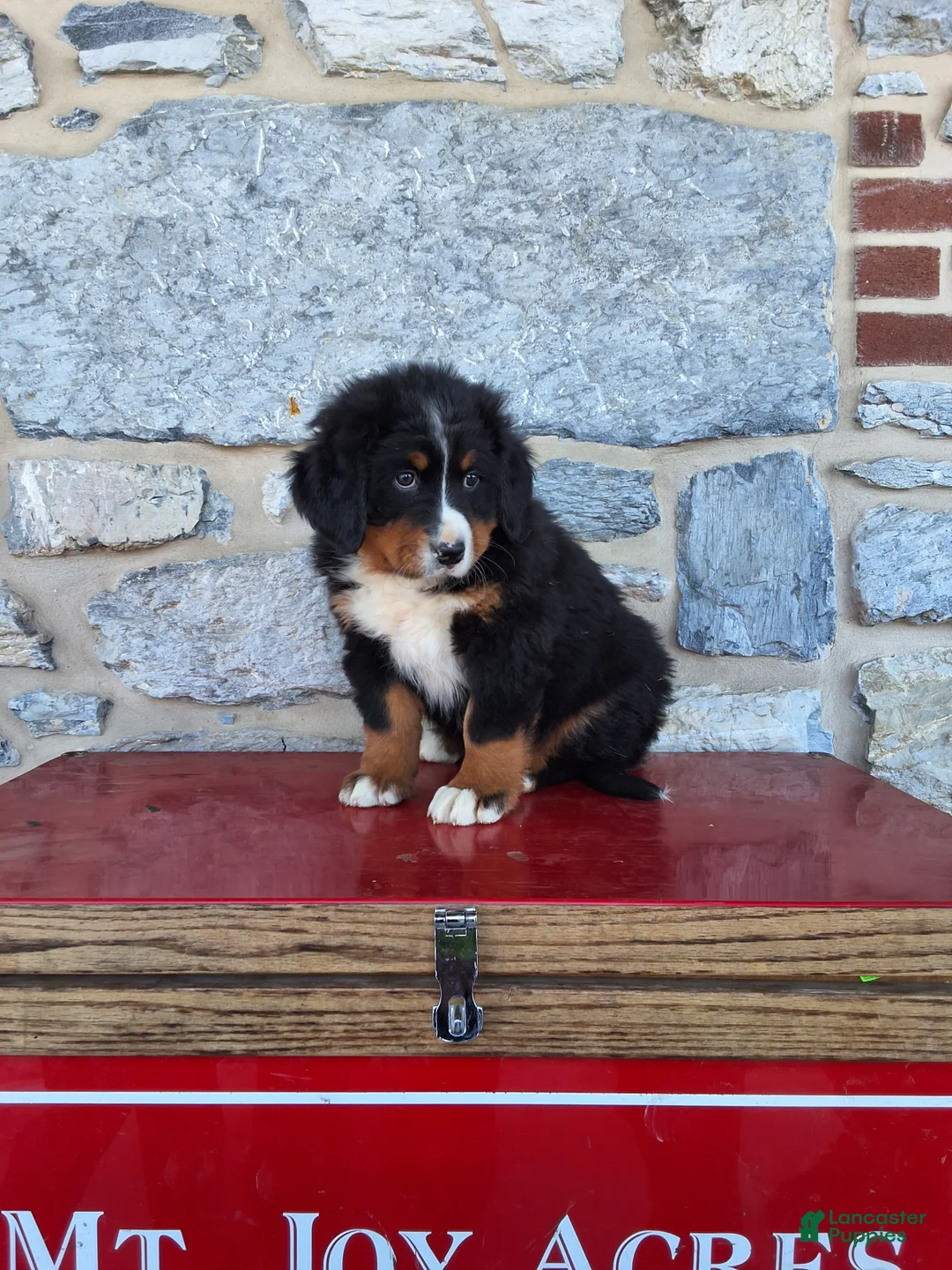 Bernese Mountain Dog dogs for sale: Bernese Mountain Dog Puppy 1 - Ad 2