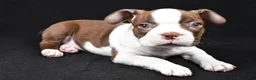 Boston Terrier dogs for sale: Hudson - Ad 4