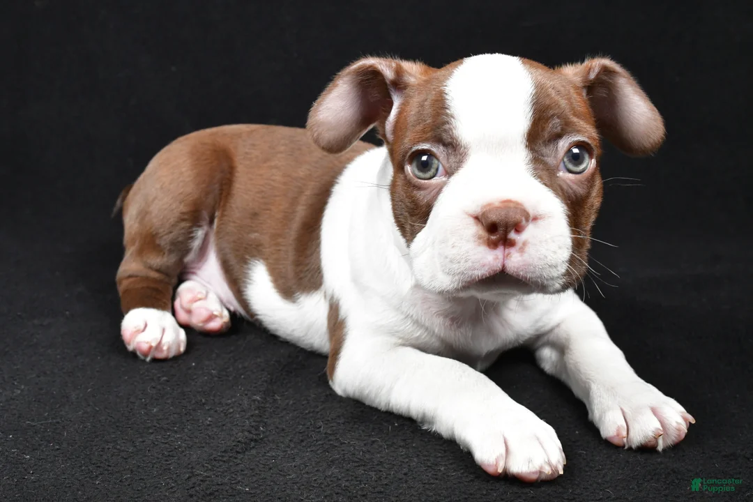 Boston Terrier dogs for sale: Hudson - Ad 4