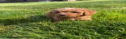 Cavapoo dogs for sale: Layla - Ad 12